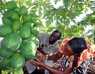 Tunis host meeting on Africa food security