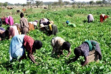 Agriculture in Ethiopia and food security