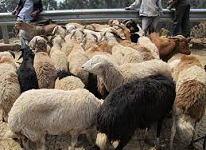 Basics to enter live animals, meat export in Ethiopia