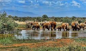 Nairobi climate summit urged to discuss animal protection