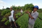Small-scale farmers generate significant benefits for environment, report