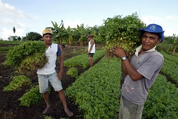 Small-scale farmers generate significant benefits for environment, report
