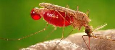 World malaria report paints concerning picture