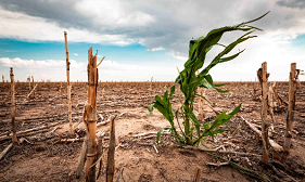 Partners set to respond to worst droughts in southern Africa