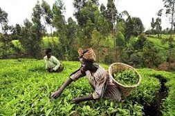 African Development Bank conducts agribusiness meeting In Nairobi