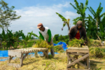 How financing farmers advance Africa’s agriculture industry