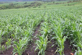 Domestic investor launches commercial farm in Central Ethiopia