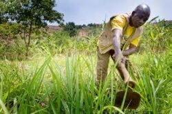 Nairobi Declaration redefines Africa’s resolve for agricultural transformation