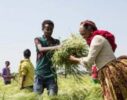 AfDB to mobilize $500 million for smallholder farmers