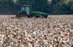 Afreximbank stresses Africa's cotton potential