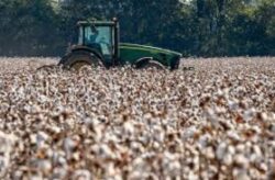 Afreximbank stresses Africa's cotton potential