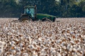 Afreximbank stresses Africa's cotton potential