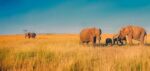 Africa missing out on $60 billion tourism markets