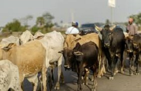 Africa's pastoralists key for environmental balance