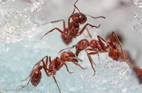 Kenyan court fines African harvester ants smuggler