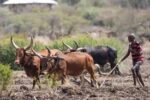 Global leaders to meet for Africa food systems forum