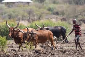 Global leaders to meet for Africa food systems forum