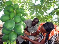 Why Africa’s agriculture needs strong financial partners