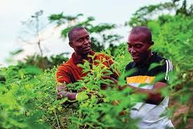 Agriculture in Côte d’Ivoire Unlocking Opportunities in West Africa’s Leading Agro-Economy