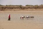 Alliance to promote global land restoration, drought resilience