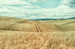 New Report Calls for Bold Action to Avert Food Crisis in Africa