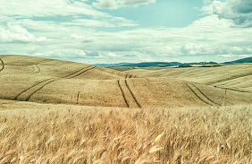 New Report Calls for Bold Action to Avert Food Crisis in Africa