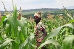 Rwanda launches maize, soybean value chains initiative