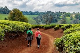 Seeds of Growth Investment Prospects in Kenya’s Agriculture Sector