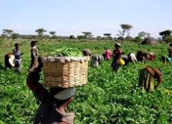 AGOA expiry undermines Africa's prospects for diversification