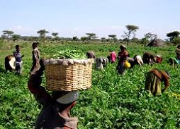 AGOA expiry undermines Africa's prospects for diversification