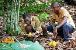 Beyond Chocolate Côte d’Ivoire’s Sweet Spot for Investors