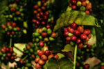 Burundian coffee An aromatic treasure conquering the world