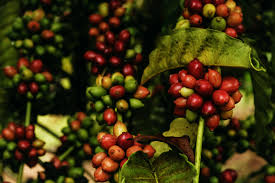 Burundian coffee An aromatic treasure conquering the world