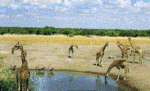 Smarter Water Use Could Create 245 Million Long-term Jobs