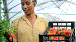 Ethiopia Host Hortiflora Expo with Participants from 50 Countries