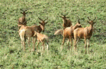 South Ethiopia Region Tourism Sector Promising