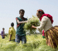 Ethiopia’s Economic Path in 2025–2026: Reform Momentum and Regional Comparisons