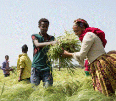 Ethiopia’s Economic Path in 2025–2026: Reform Momentum and Regional Comparisons