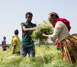 Ethiopia’s Economic Path in 2025–2026: Reform Momentum and Regional Comparisons