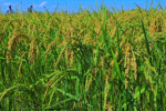 Ethiopia Plans to Cover 21.8 Million Hectares of Land with Seeds