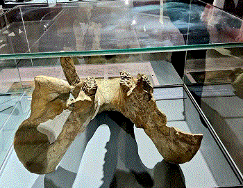 Museums in Addis Ababa: Historical Narratives, National Identity