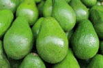 Yirgalem Integrated Agro-Industrial Park Commences Avocado Export