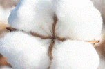 Cotton Production in Ethiopia's Welkait Tegede Setit Humera