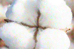 Cotton Production in Ethiopia's Welkait Tegede Setit Humera