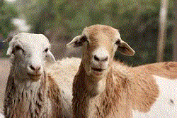 Ethiopia Earned $117 Million from Livestock Products Export