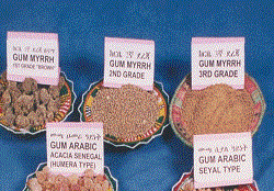 Frankincense, Natural Gum Production in Ethiopia's Amhara Region