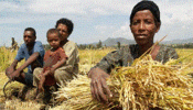 Rice Production in Ethiopia Rose to 62.9 Million Quintals From Less than 2 Million, says Minister