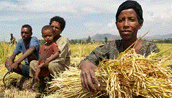 Rice Production in Ethiopia Rose to 62.9 Million Quintals From Less than 2 Million, says Minister