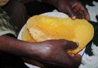 Honey Production in Ankober District of Ethiopia Growing