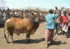 Investments in Livestock Sector in Harari Region Impactful, Says Bureau